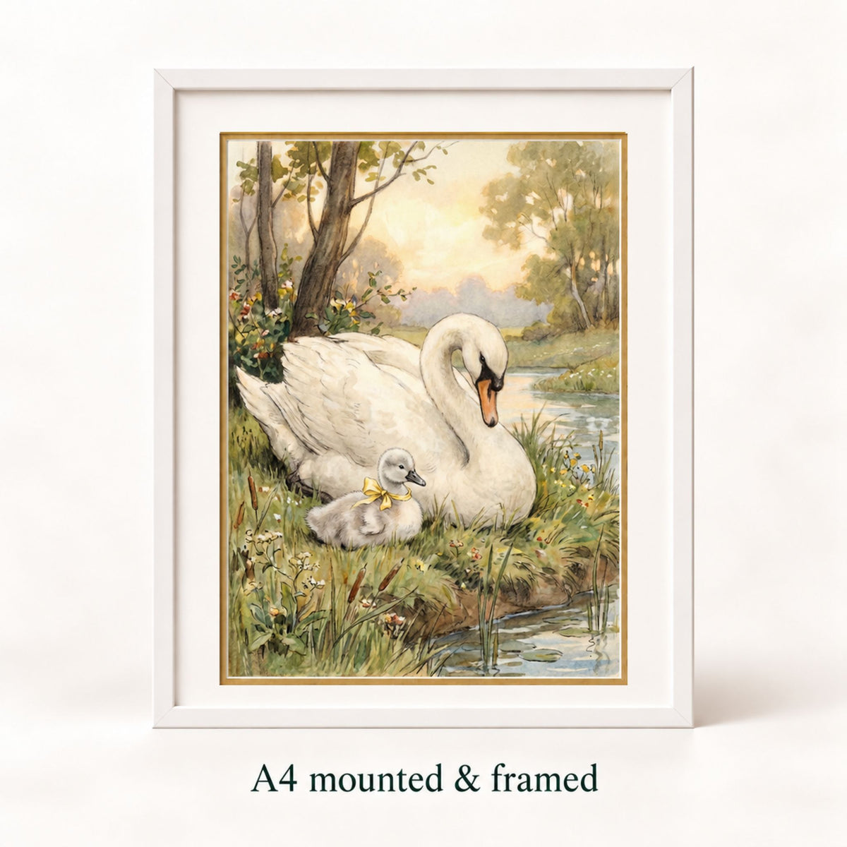 A framed art print depicting a white swan and its gray cygnet by a riverbank, shown in a white frame with the text 'A4 mounted & framed' below it.