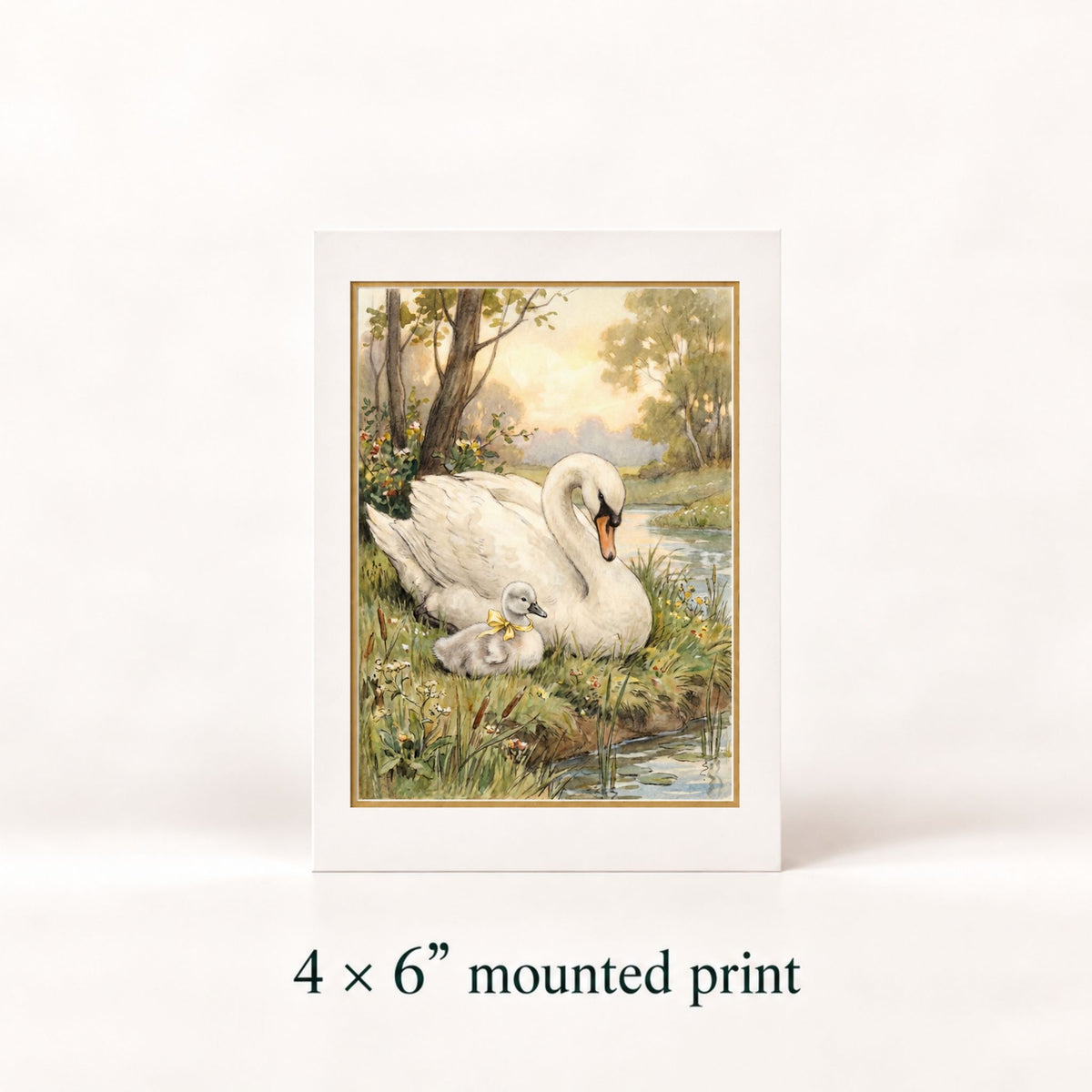 A 4 x 6 inch mounted art print featuring a white swan and its cygnet in a serene outdoor pond scene, displayed on a clean white background with text below indicating '4 x 6" mounted print'.
